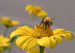 photo,material,free,landscape,picture,stock photo,Creative Commons,Black, lustrous bee, bee, bee, pollen, flower