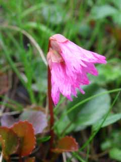 photo, la matire, libre, amnage, dcrivez, photo de la rserve,Diapensiaceae, rose, plante alpine, , 