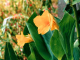 Foto, materieel, vrij, landschap, schilderstuk, bevoorraden foto,Canna bloemen, Canna, Lelie, Bloemen, 