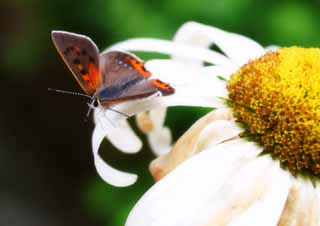 photo,material,free,landscape,picture,stock photo,Creative Commons,Vermilion of a butterfly, butterfly, butterfly, butterfly, 