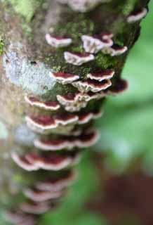 photo,material,free,landscape,picture,stock photo,Creative Commons,Mushrooms, mushroom, mushroom, mushroom, 