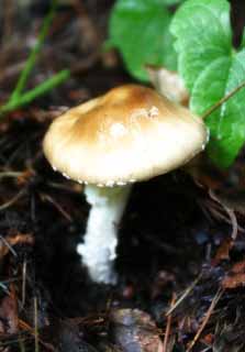 photo,material,free,landscape,picture,stock photo,Creative Commons,Mushroom in a wood, mushroom, mushroom, mushroom, 