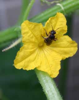 photo,material,free,landscape,picture,stock photo,Creative Commons,Cucumber flower and a bee, cucumber, cucumber, flower, bee