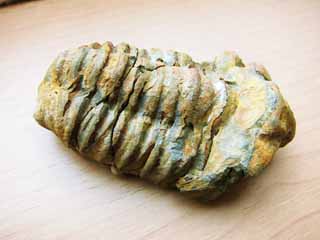 fotografia, materiale, libero il panorama, dipinga, fotografia di scorta,Un trilobite, fossile, Una creatura antica, pietra, 