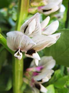 fotografia, material, livra, ajardine, imagine, proveja fotografia,A flor de feijes largos, O cu  diligente, feijo, feijo de bicho-da-seda, Feijes largos