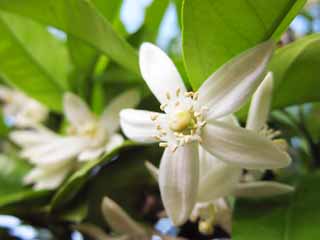 photo,material,free,landscape,picture,stock photo,Creative Commons,The flower of the mandarin orange, mandarin orange, , , 