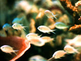 photo,material,free,landscape,picture,stock photo,Creative Commons,Small tropical fishes, fish, marine, chromis, 