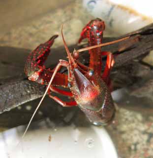 photo,material,free,landscape,picture,stock photo,Creative Commons,An American crawfish, crawfish, Scissors, , 