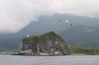 photo,material,free,landscape,picture,stock photo,Creative Commons,Island and a seagull, seagull, island, sea, seagull