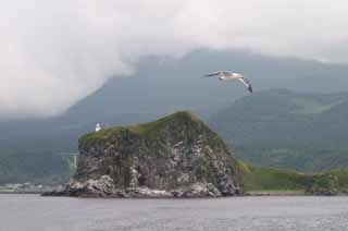 photo, la matire, libre, amnage, dcrivez, photo de la rserve,le et une mouette, mouette, le, mer, 