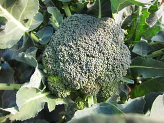 photo, la matire, libre, amnage, dcrivez, photo de la rserve,Une brocoli, Lgumes, Nourriture, , 