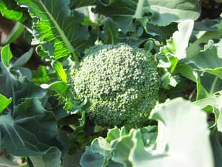 fotografia, materiale, libero il panorama, dipinga, fotografia di scorta,Un broccoli, Vegetali, Cibo, , 