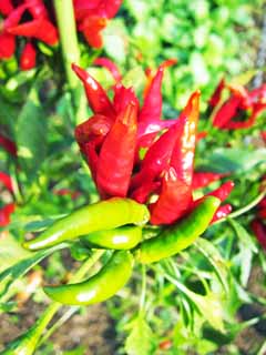 fotografia, materiale, libero il panorama, dipinga, fotografia di scorta,Un pepe rosso, Vegetali, Cibo, , 