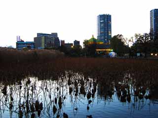 ,,, ,,,Shinobazunoike., .,  zen-priest .,   ., .