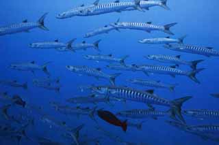 , , , , ,  .,., barracuda, , , underwater 