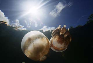 Foto, materieel, vrij, landschap, schilderstuk, bevoorraden foto,Rendez-vous van cosmic jellyfishes., Kwal, , , Onderwatere foto