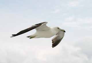 photo,material,free,landscape,picture,stock photo,Creative Commons,Gliding seagull, seagull, sky, sea, seagull