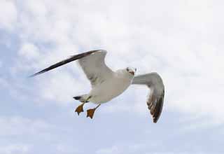photo,material,free,landscape,picture,stock photo,Creative Commons,Greeting of a seagull, seagull, sky, sea, seagull