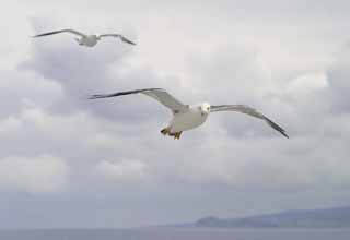 photo,material,free,landscape,picture,stock photo,Creative Commons,Rendezvous of seagulls, seagull, sky, sea, seagull