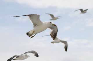 photo,material,free,landscape,picture,stock photo,Creative Commons,Flock of seagulls, seagull, sky, sea, seagull