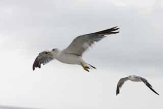 photo,material,free,landscape,picture,stock photo,Creative Commons,Flying seagulls, seagull, sky, sea, seagull