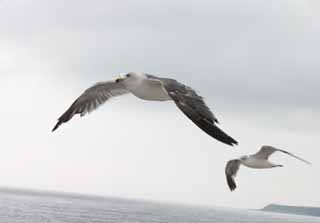 photo,material,free,landscape,picture,stock photo,Creative Commons,Flying seagulls, seagull, sky, sea, seagull