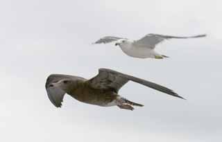 photo,material,free,landscape,picture,stock photo,Creative Commons,Parent and child seagulls, seagull, sky, sea, seagull