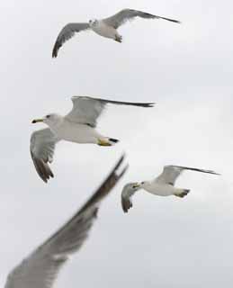 photo,material,free,landscape,picture,stock photo,Creative Commons,Flock of seagulls, seagull, sky, sea, seagull