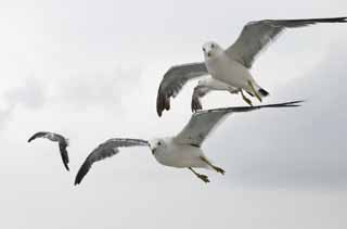 photo,material,free,landscape,picture,stock photo,Creative Commons,Locking on the target, seagull, sky, sea, 