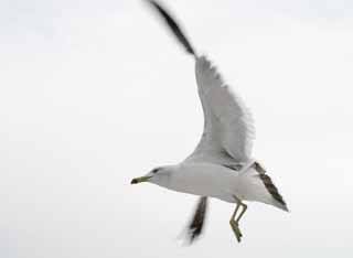 photo,material,free,landscape,picture,stock photo,Creative Commons,Soar to ambition, seagull, sky, sea, seagull