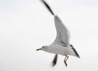 photo,material,free,landscape,picture,stock photo,Creative Commons,Soar to ambition, seagull, sky, sea, 