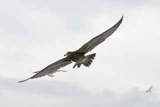 photo,material,free,landscape,picture,stock photo,Creative Commons,Beginner aviator, seagull, sky, sea, seagull