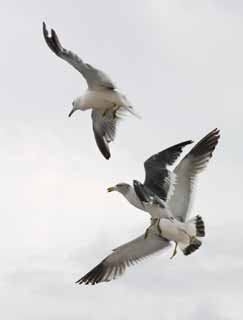 photo,material,free,landscape,picture,stock photo,Creative Commons,Real dogfight, seagull, sky, sea, seagull