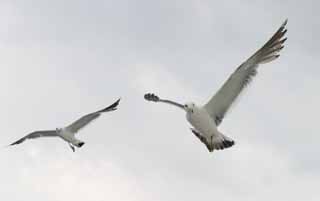 photo,material,free,landscape,picture,stock photo,Creative Commons,Seagulls' greeting, seagull, sky, sea, seagull