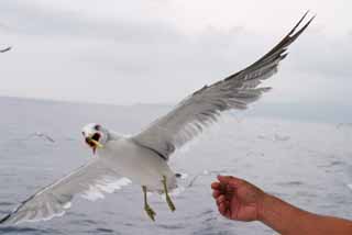 photo, la matire, libre, amnage, dcrivez, photo de la rserve,Merci pour la nourriture!, mouette, ciel, mer, 