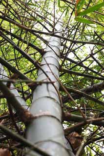 photo,material,free,landscape,picture,stock photo,Creative Commons,Bamboo, Takebayashi, branch, I am huge, 