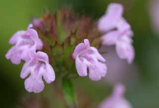 photo,material,free,landscape,picture,stock photo,Creative Commons,Small pink flowers, pink, beautiful, beautiful, wild grass