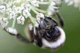 photo,material,free,landscape,picture,stock photo,Creative Commons,Covered with pollen, bee, , , pollen