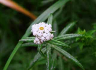 photo,material,free,landscape,picture,stock photo,Creative Commons,Pearly everlasting, pearly everlasting, beautiful, beautiful, wild grass