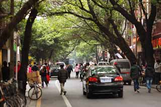 photo,material,free,landscape,picture,stock photo,Creative Commons,According to Guangzhou, roadside tree, car, , 