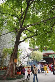 Foto, materiell, befreit, Landschaft, Bild, hat Foto auf Lager,Ein SixBanyanTreeTemple Lindenbaum, Chaitya, Stamm, Faith, Touristenattraktion