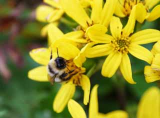 photo,material,free,landscape,picture,stock photo,Creative Commons,Toge-buki and a bee, bee, beautiful, beautiful, wild grass