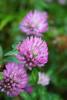 photo, la matire, libre, amnage, dcrivez, photo de la rserve,Chinois traient des fleurs du vetch, Chinois traient vetch, beau, , herbe sauvage