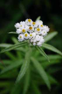 photo,material,free,landscape,picture,stock photo,Creative Commons,Pearly everlasting, pearly everlasting, beautiful, beautiful, wild grass