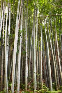 photo,material,free,landscape,picture,stock photo,Creative Commons,Zuisen-ji Temple Takebayashi, Chaitya, Zen Buddhism-like garden, Kamakura, Bamboo