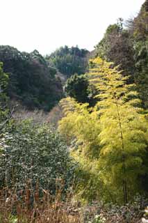 foto,tela,gratis,paisaje,fotografa,idea,Temple Takebayashi de Zuisen - ji, Chaitya, Jardn Zen Budismo -like, Kamakura, Bamb