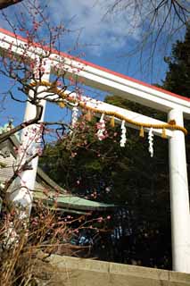 Foto, materieel, vrij, landschap, schilderstuk, bevoorraden foto,Kamakura-gu Heiligdom torii, Shinto heiligdom, De Emperor Meiji, Kamakura, Masashige Kusuki