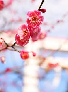 ,,, ,,,  - gu Kamakura.,  ., Meiji., Kamakura., Kusuki Masashige.