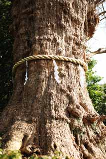 photo, la matire, libre, amnage, dcrivez, photo de la rserve,Un EgaraTenjin-shaShrine arbre sacr, Temple shintoste, Feston de la paille shintoste, Kamakura, Mettez en colre Tenjin