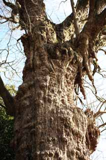 photo,material,free,landscape,picture,stock photo,Creative Commons,An EgaraTenjin-shaShrine sacred tree, Shinto shrine, Shinto straw festoon, Kamakura, Anger Tenjin